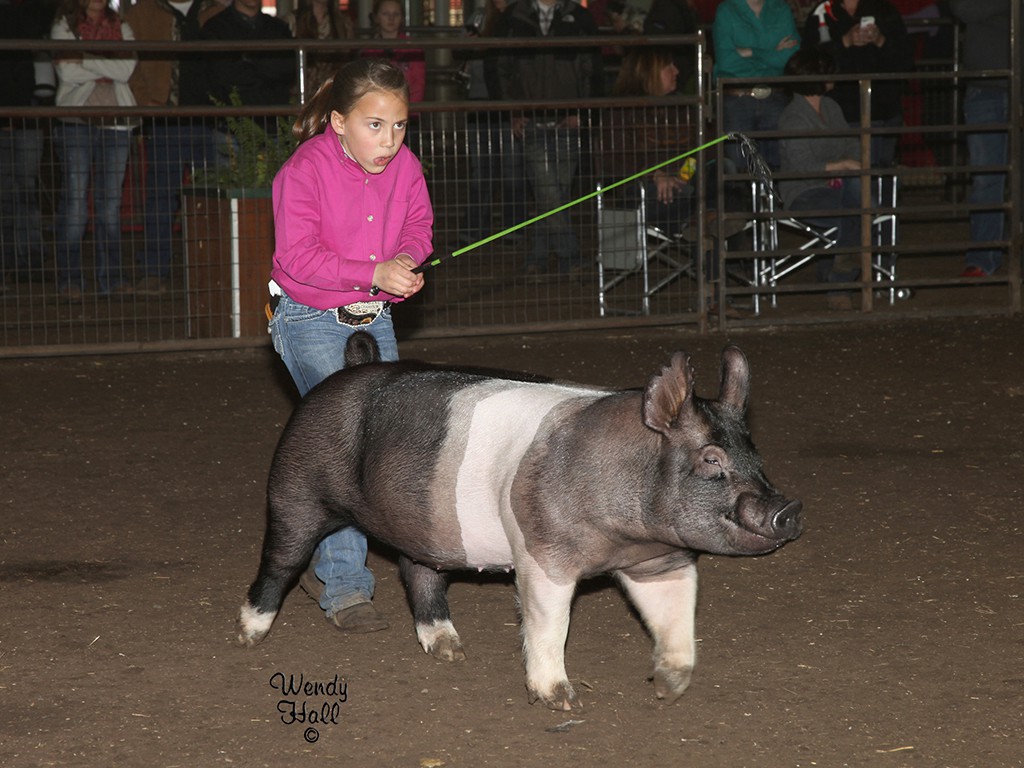 cowfoto010